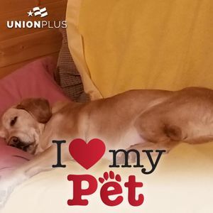 Meet your Posher, Dan